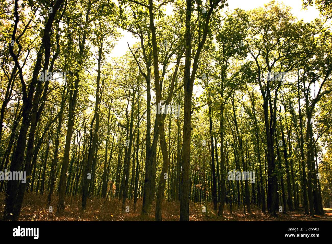 Sal alberi Parco Nazionale di Kanha Madhya Pradesh India Foto Stock