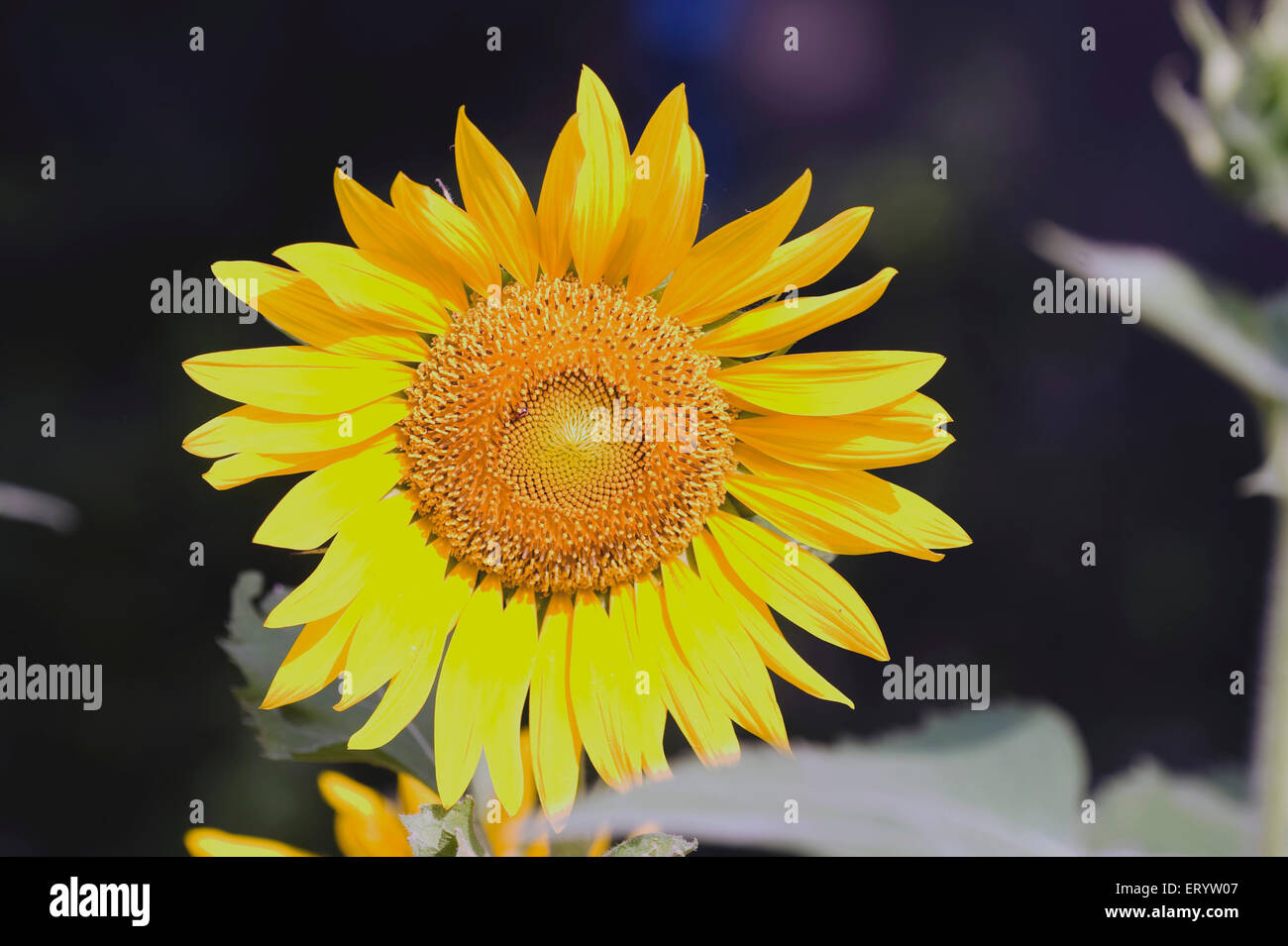 Fiore di girasole, Helianthus annuus, Calcutta, Kolkata, Bengala Occidentale, India, Asia Foto Stock