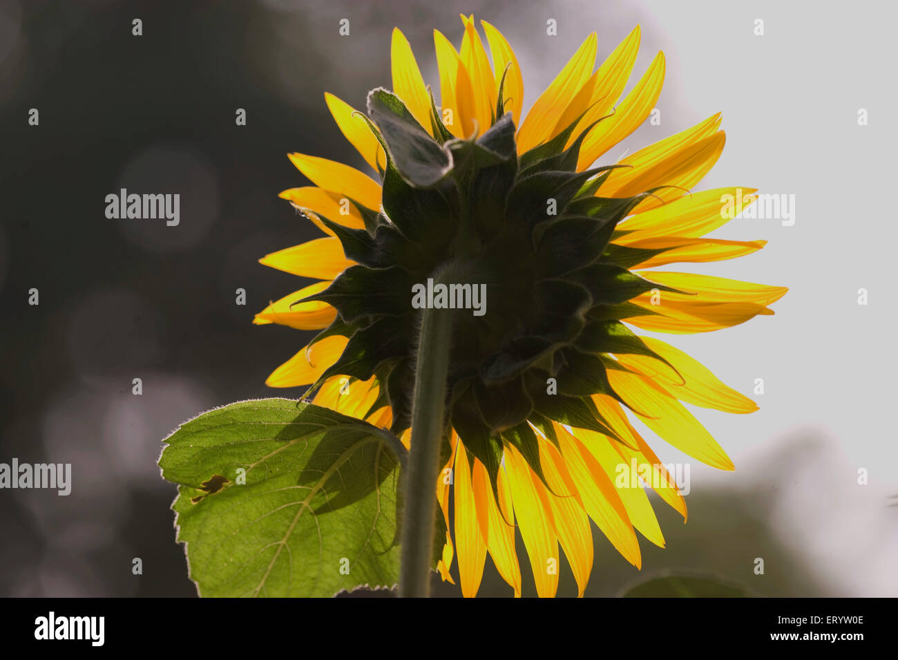 Fiore di girasole, Helianthus annuus, Calcutta, Kolkata, Bengala Occidentale, India, Asia Foto Stock