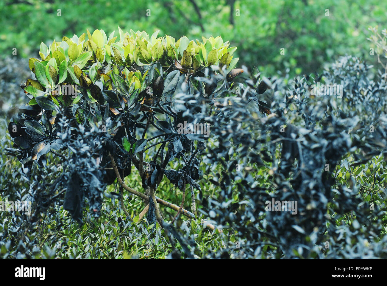 Mangrovie colpite da fuoriuscite di olio a ins kunjali ; Colaba; Bombay Mumbai ; Maharashtra ; India Foto Stock