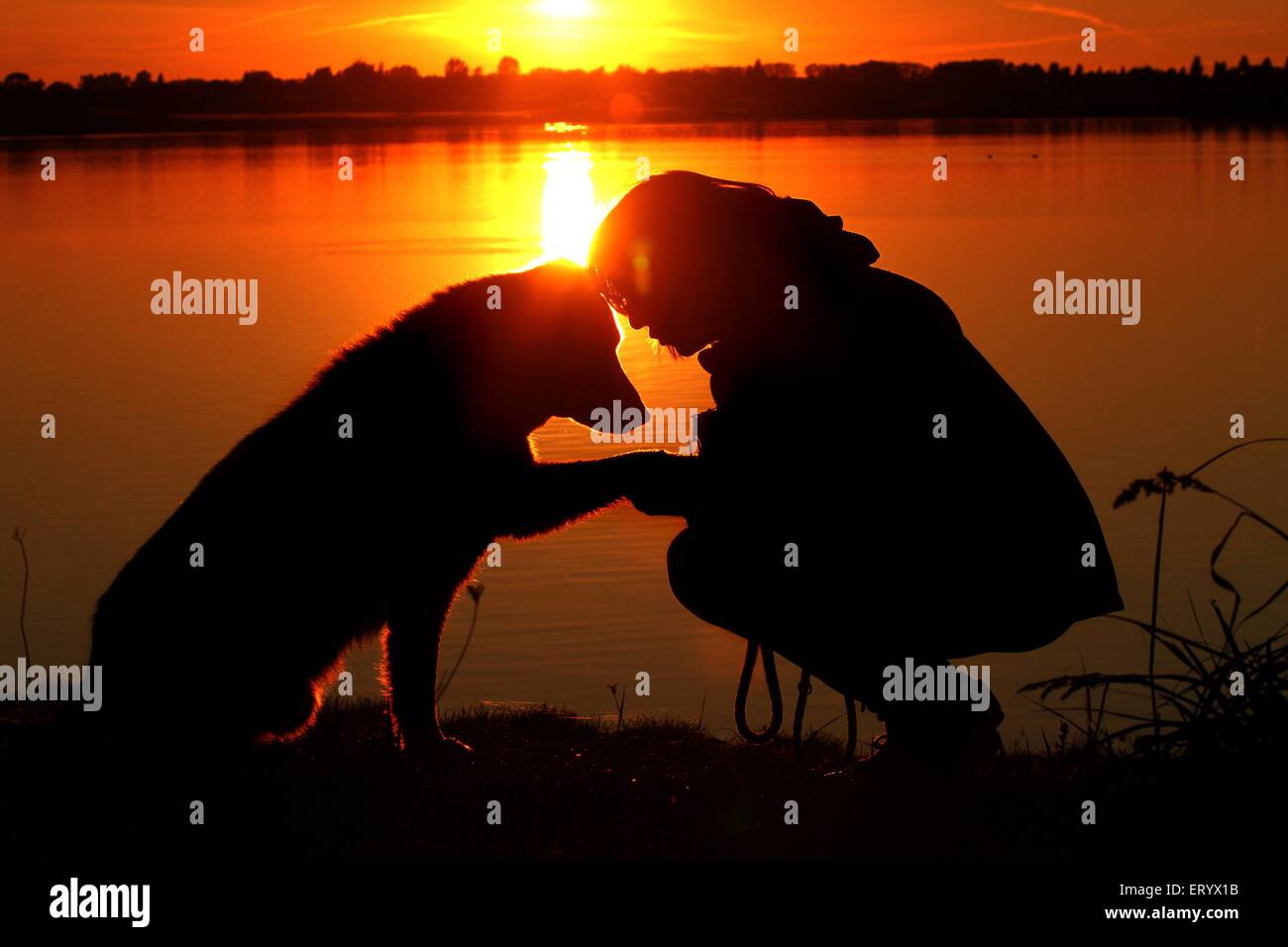 Donna e Bernese-Mountain-Dog-Shepherd Foto Stock