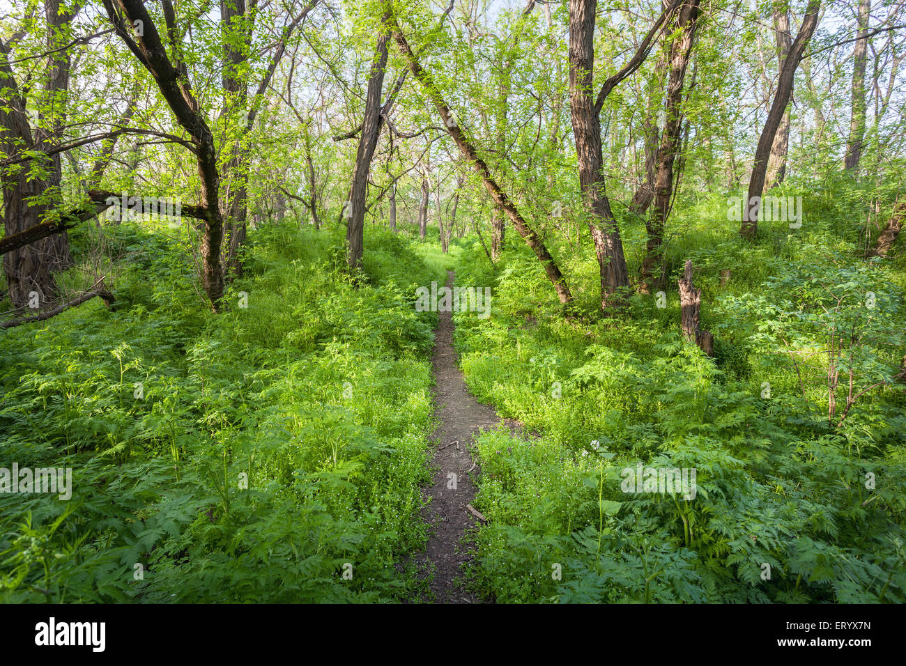 Tramonto primaverile nella splendida foresta magica con piante verdi e alberi e sentiero. Paesaggio Foto Stock