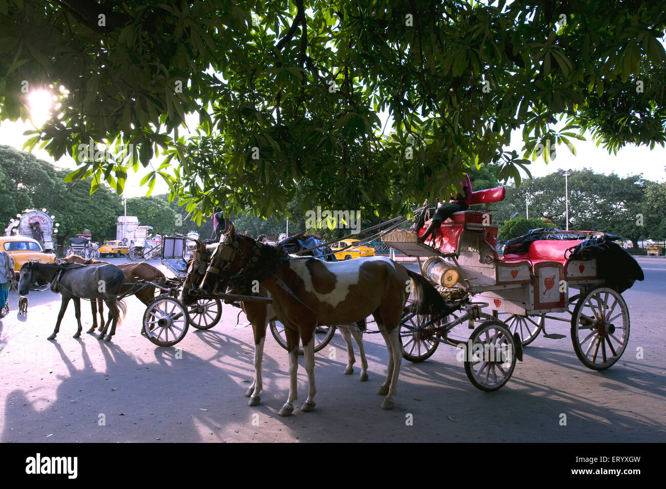 Carrelli a cavallo , Kolkata , Calcutta , Bengala Occidentale , India , Asia Foto Stock