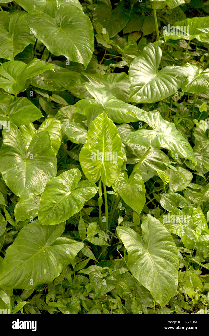 Foglie verdi fresche di pianta di radice di tubero, Parco Naturale, Area forestale, Kolkata, Calcutta, Bengala Occidentale, India, Asia Foto Stock