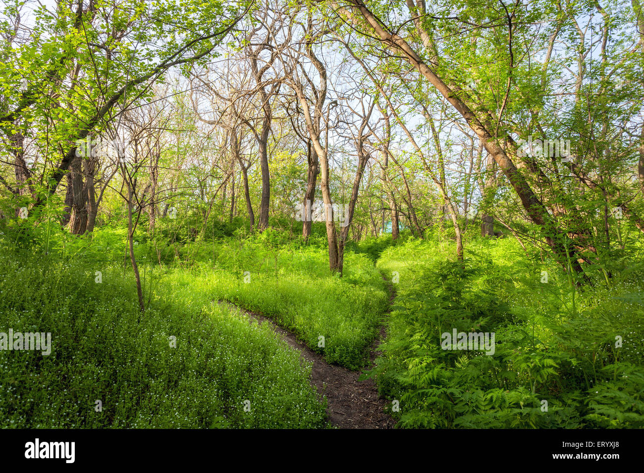 Tramonto primaverile nella splendida foresta magica con piante verdi e alberi e sentiero. Paesaggio Foto Stock