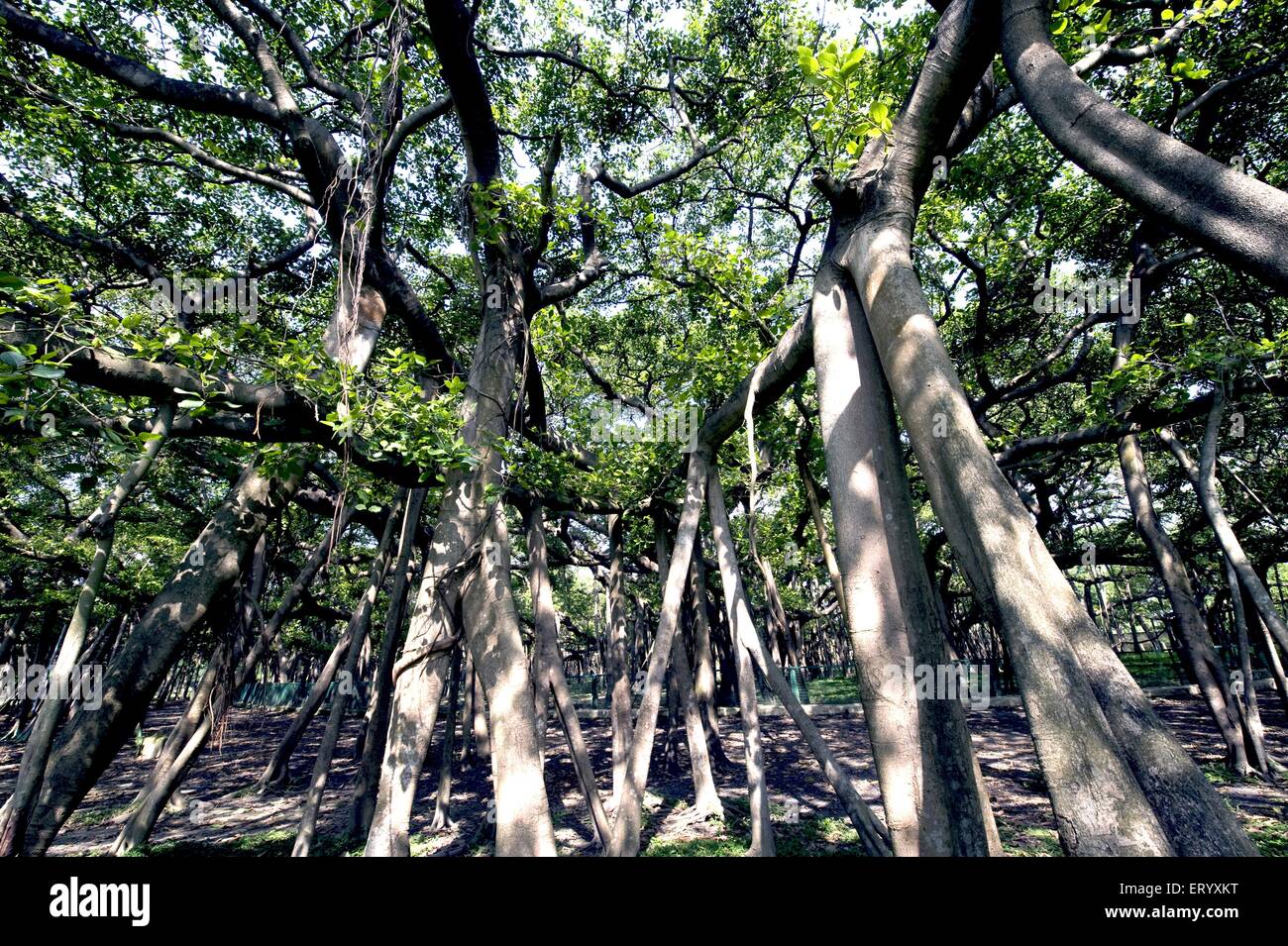 Grande albero di banyan, Ficus benghalensis, Acharya Jagadish Chandra Bose, Giardino Botanico Indiano, Shibpur, Howrah, Calcutta, Kolkata, Bengala Occidentale, India Foto Stock