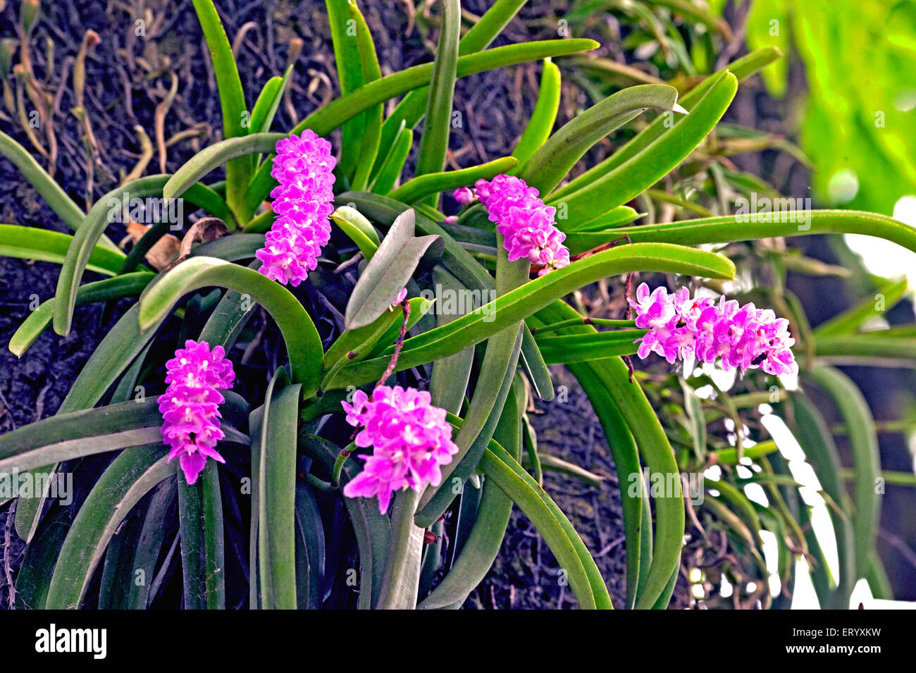 Rhynchostylis retusa, orchidea della coda di foxtail, fiori in fiore, Kalimpong, Bengala Occidentale, India, Asia Foto Stock
