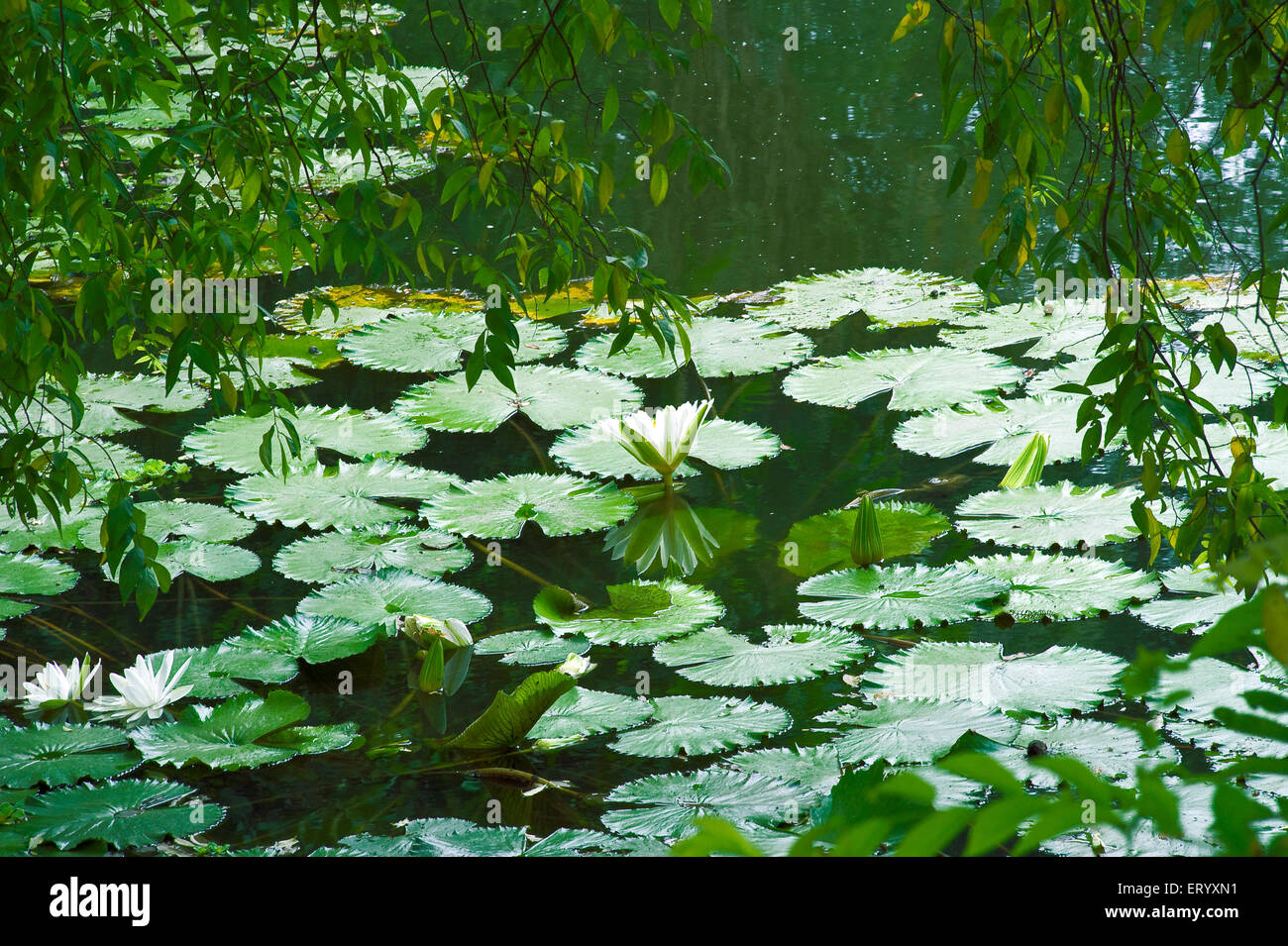 Acqua foglie di fiori di giglio, Acharya Jagadish Chandra Bose, Giardino Botanico, Giardino Botanico, Shibpur, Calcutta, Kolkata, Bengala Occidentale, India, Asia Foto Stock