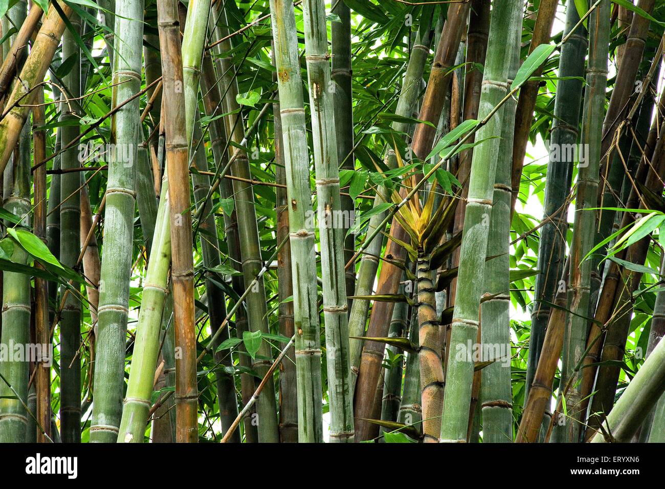 Foresta di bambù, Acharya Jagadish Chandra Bose, Giardino Botanico, Giardino Botanico, Shibbur, Calcutta, Kolkata, Bengala Occidentale, India, Asia Foto Stock