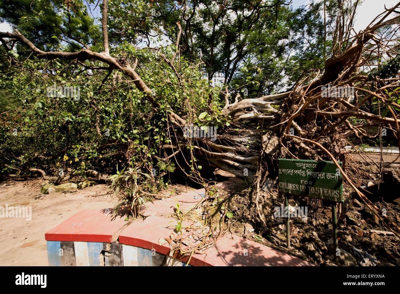 Danni da uragano, tempesta di tifoni, alberi sradicati da ciclone, Ballygunge, Calcutta, Kolkata, Bengala Occidentale, India, Asia Foto Stock