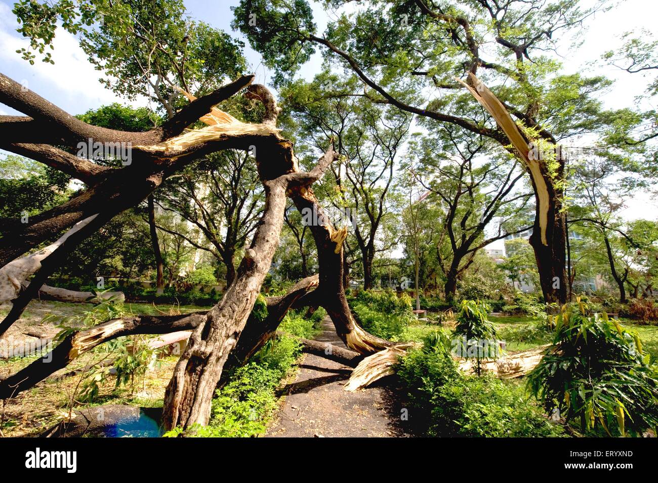 Danni da uragano, tempesta di tifoni, alberi sradicati da ciclone, Ballygunge, Calcutta, Kolkata, Bengala Occidentale, India, Asia Foto Stock