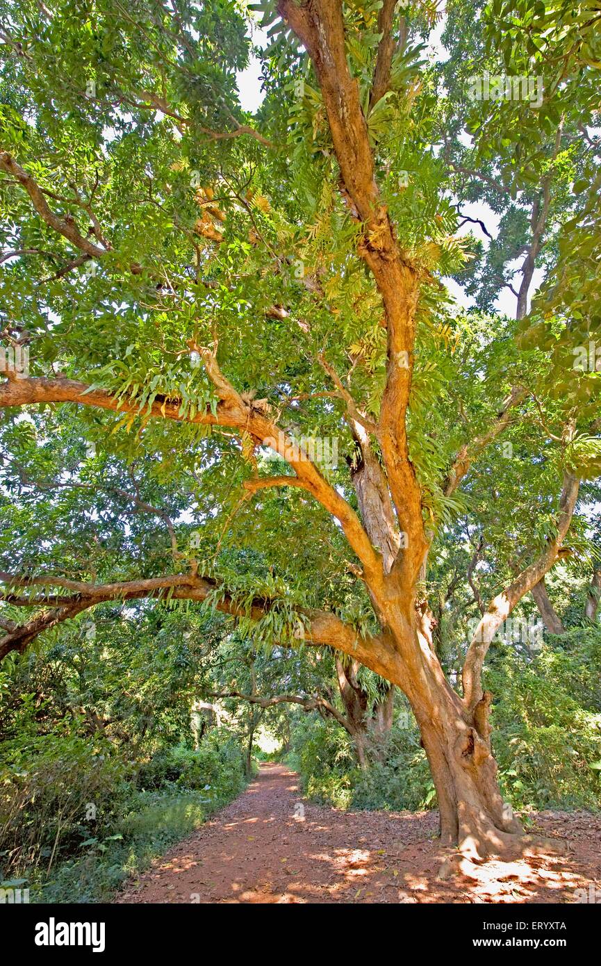 Albero di Mango, mangifera indica, Parco Naturale, Calcutta, Kolkata, Bengala Occidentale, India, Asia Foto Stock