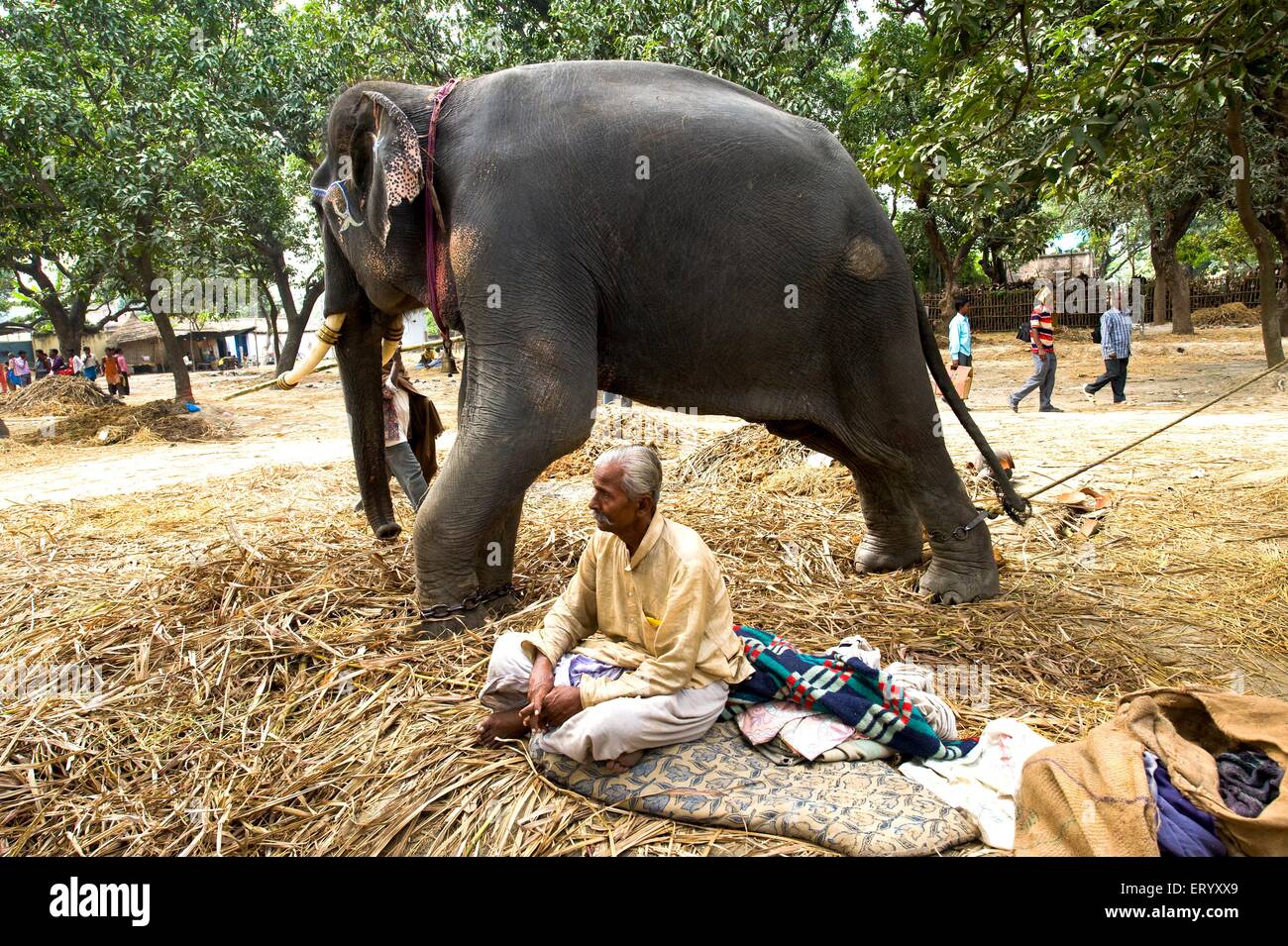 Elephant con il proprietario a Sonepur fiera del bestiame ; Bihar ; India n. MR Foto Stock