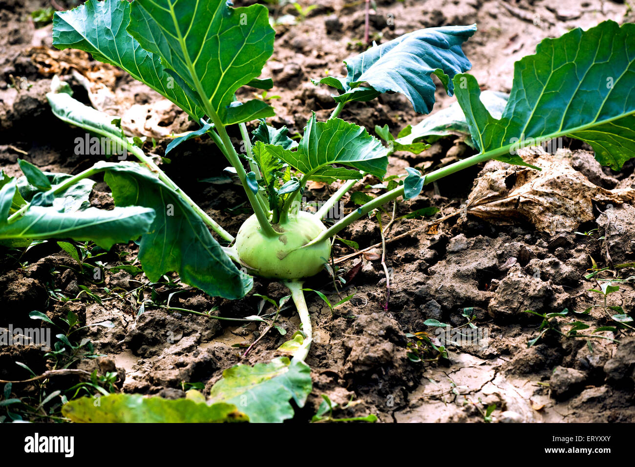 Kohlrabi, rapa tedesca, Howrah, Bengala Occidentale, India, Asia Foto Stock