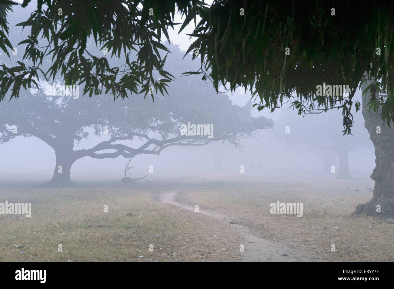 Maidan, Brigade Parade Ground, il più grande parco urbano, nebbia invernale mattutina, Calcutta, Kolkata, Bengala Occidentale, India, Asia Foto Stock