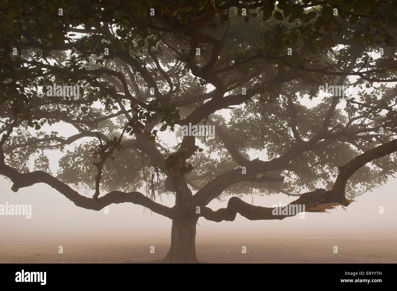 Maidan, Brigade Parade Ground, il più grande parco urbano, nebbia invernale mattutina, Calcutta, Kolkata, Bengala Occidentale, India, Asia Foto Stock