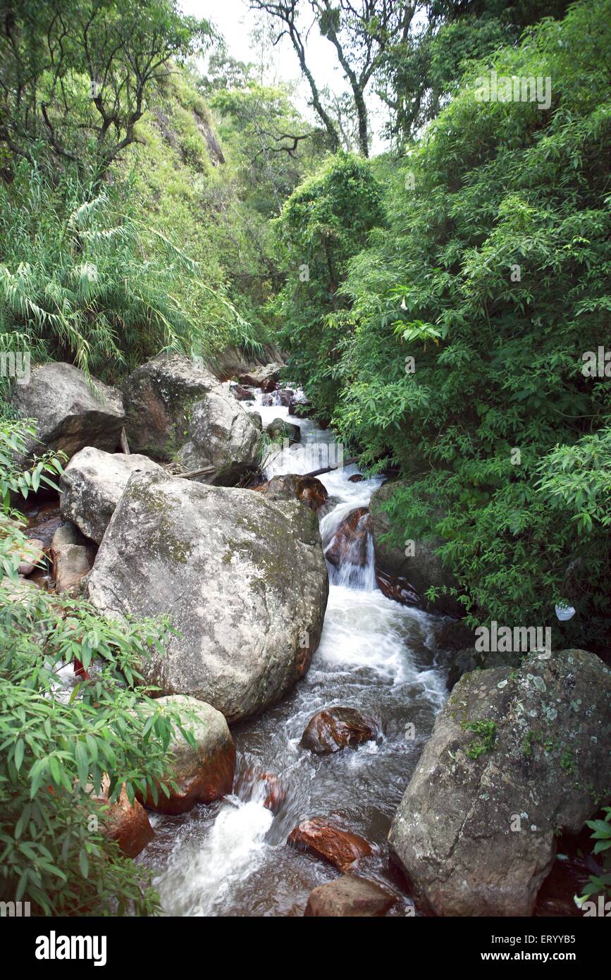 Cascate , torrente Erasikulam , Munnar , collina stazione , Idukki distretto , Ghats occidentale montagna , Kerala , India , Asia Foto Stock