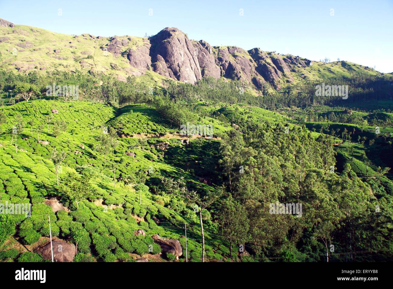 Piantagione di tè , Tea farm , Munnar , collina stazione , Idukki distretto , Ghats occidentale montagna , Kerala , India , Asia Foto Stock