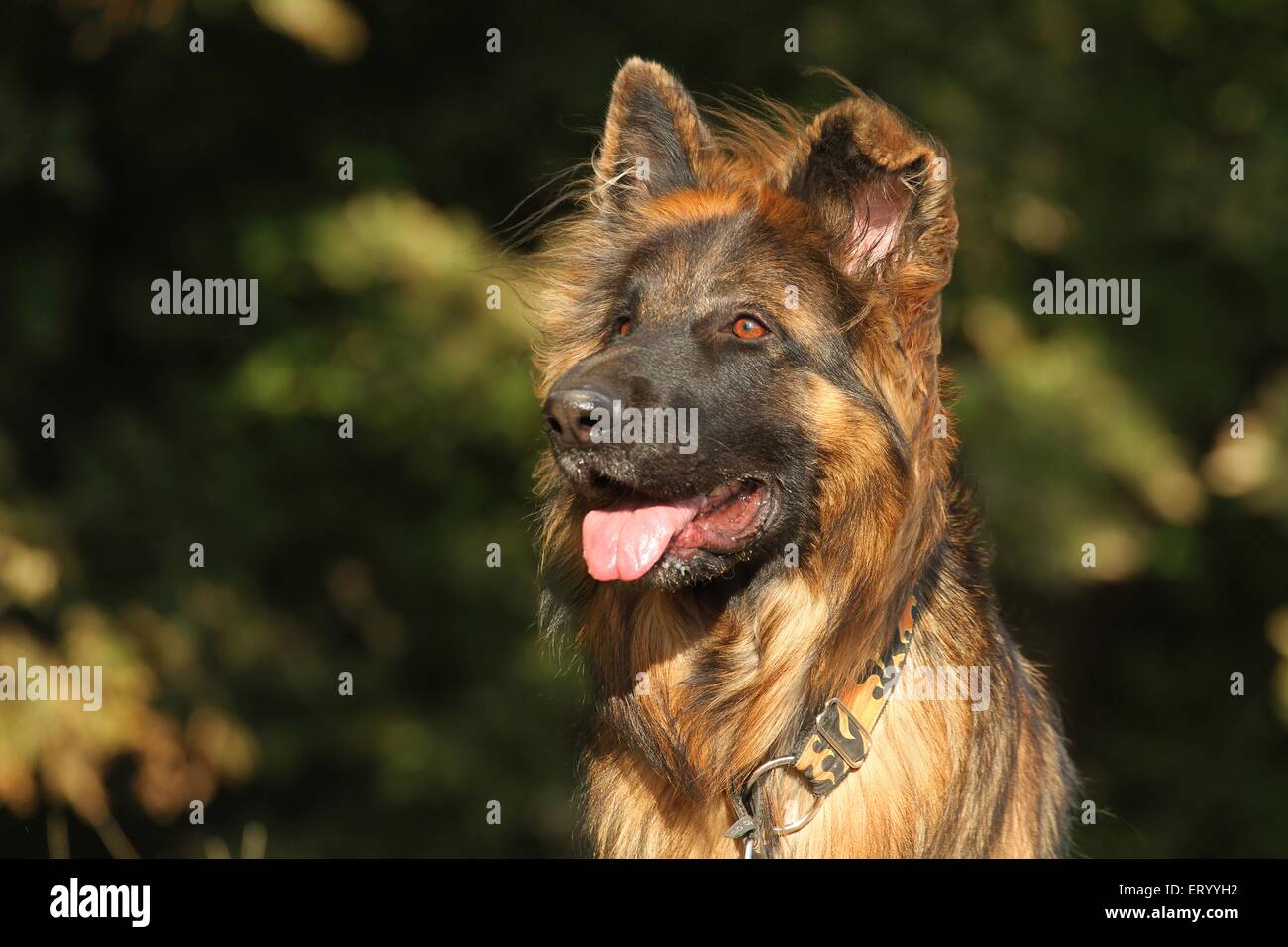 Il vecchio pastore tedesco ritratto Foto Stock