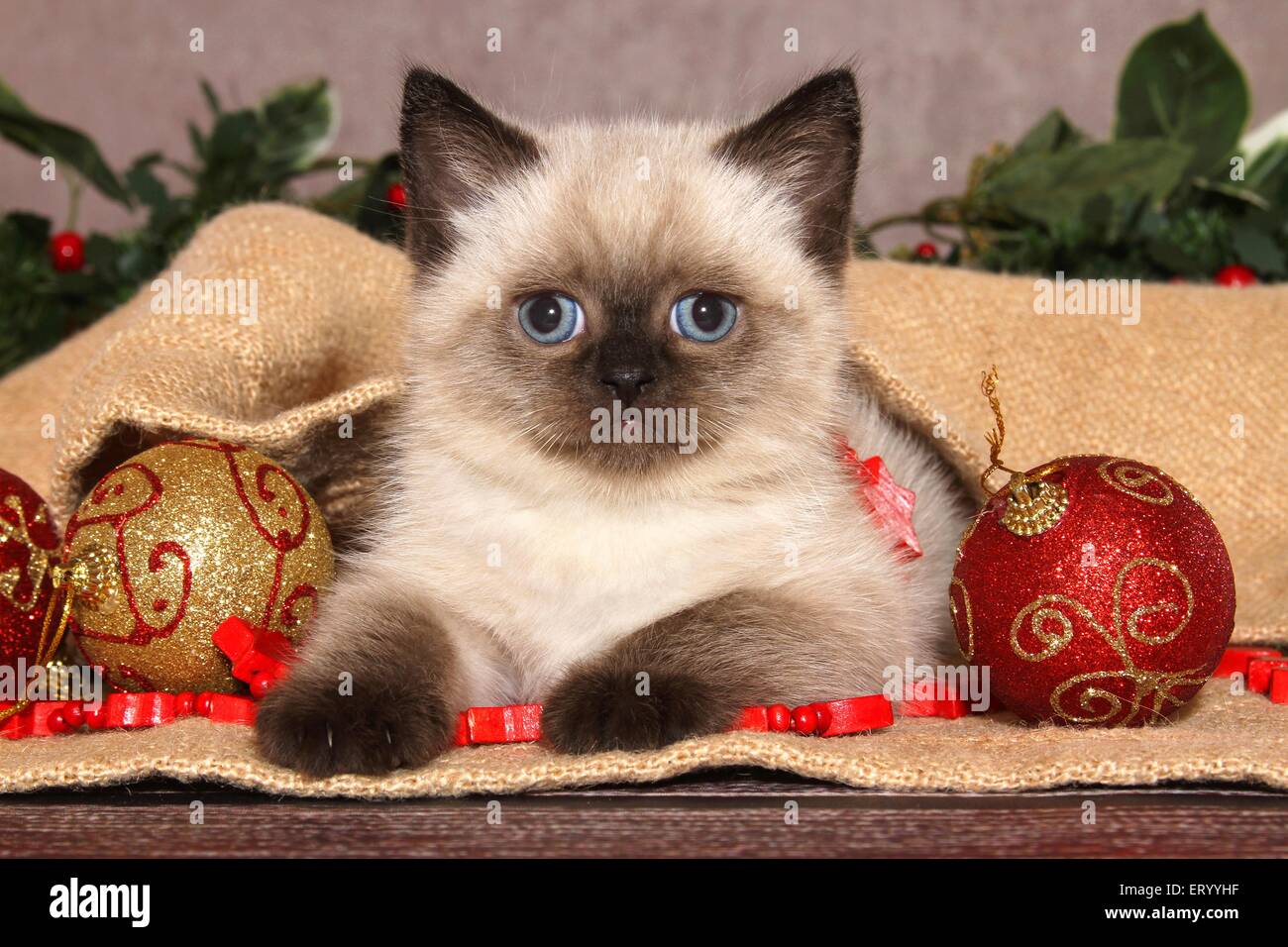 Giacente British Shorthair Kitten Foto Stock