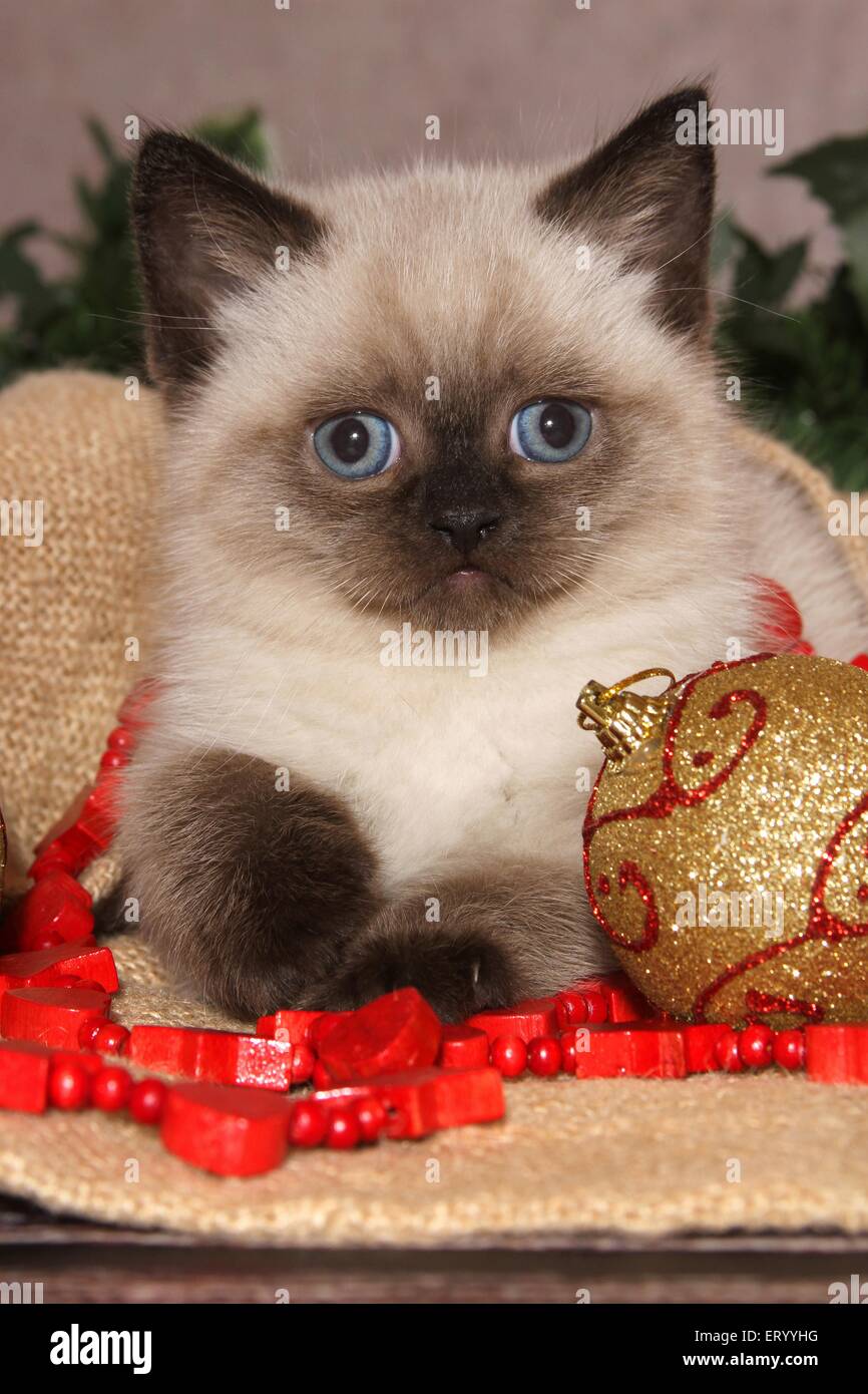 Giacente British Shorthair Kitten Foto Stock