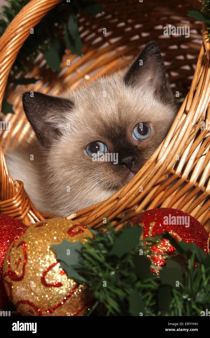 British Shorthair Kitten ritratto Foto Stock