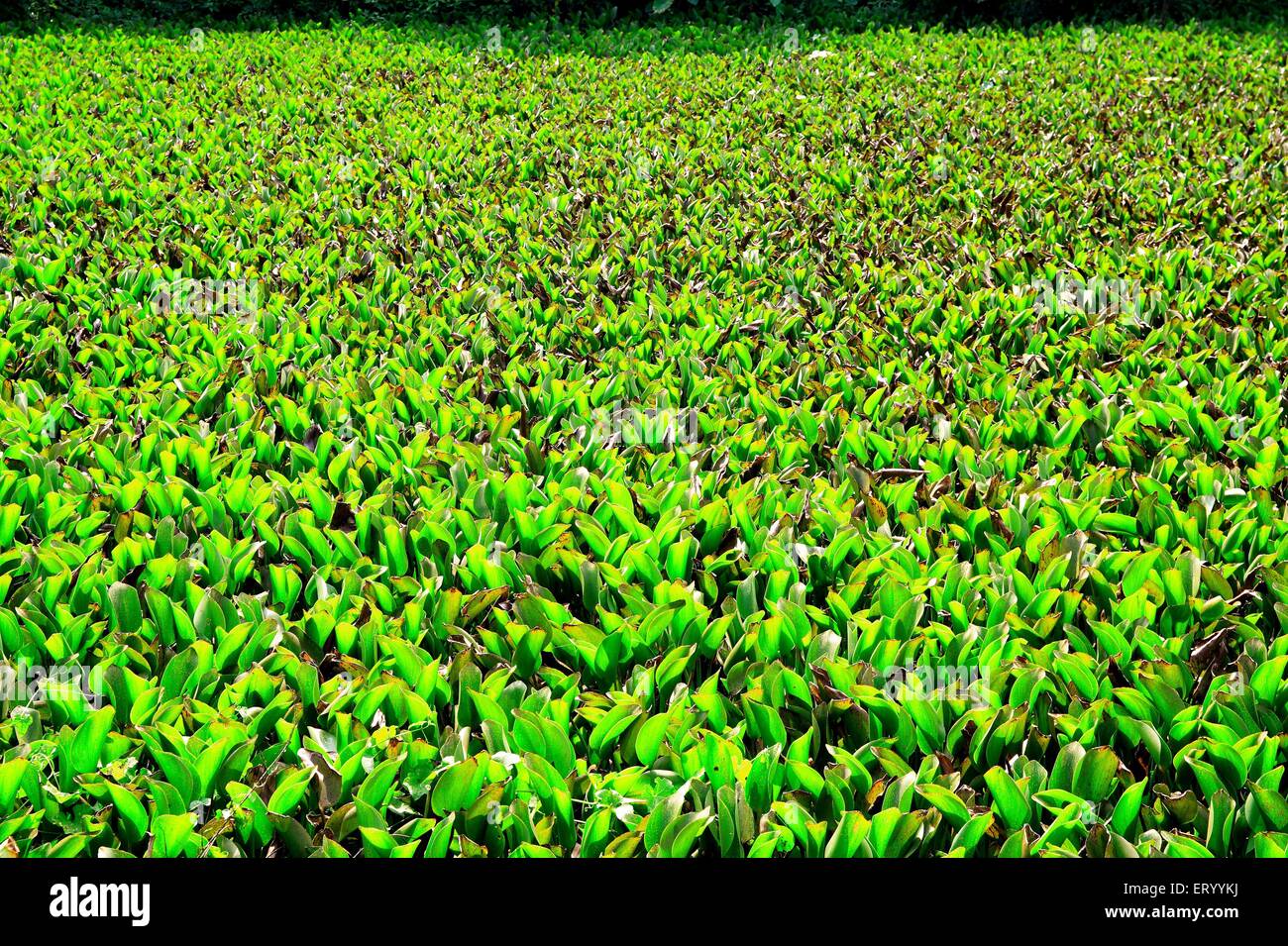 Campo vegetale verde , Alake , Palghat , Palakad , Palakkad , Kerala , India , Asia Foto Stock