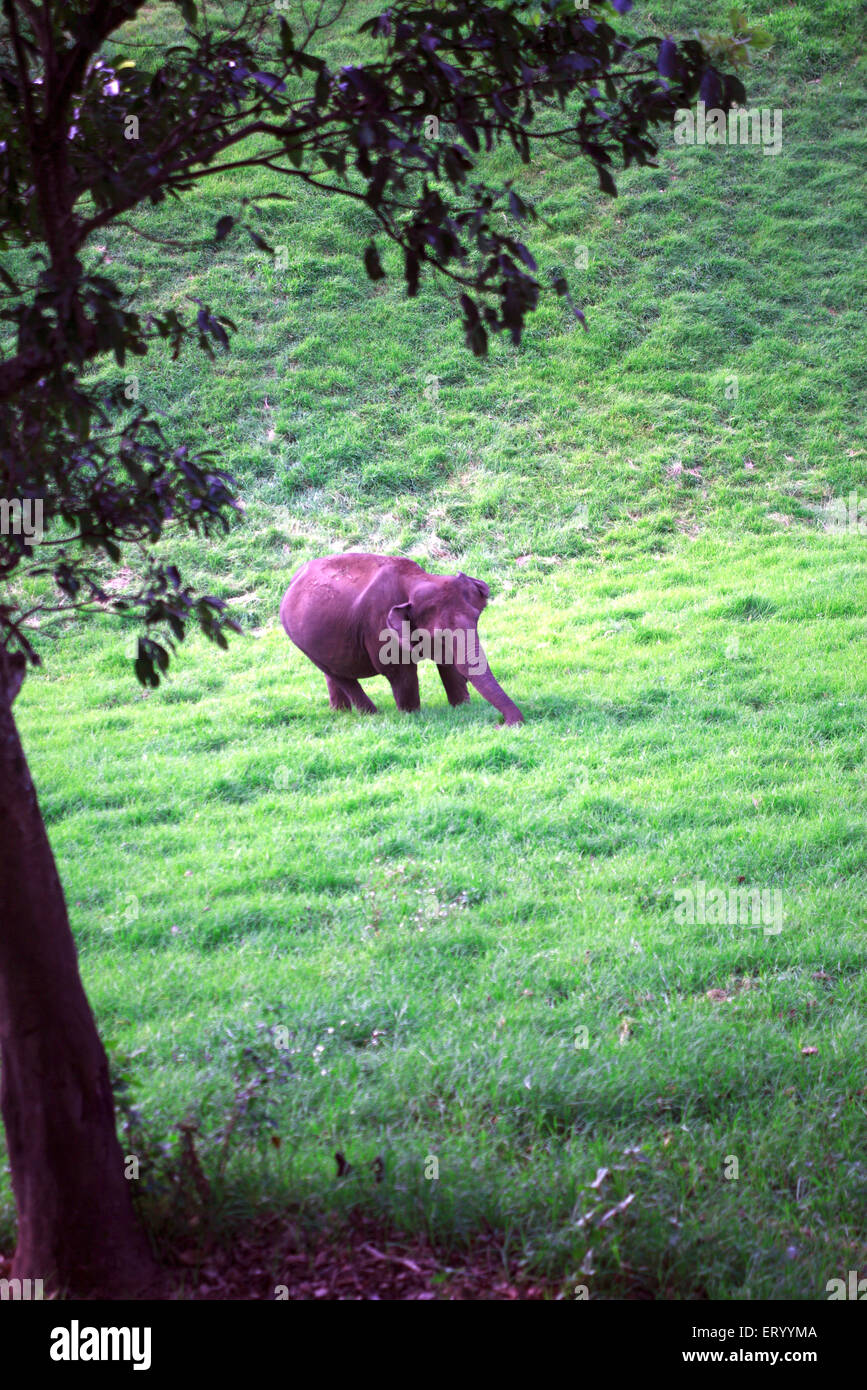 Elephant , Munnar , collina stazione , Idukki distretto , Ghats occidentale montagna , Kerala , India , Asia Foto Stock