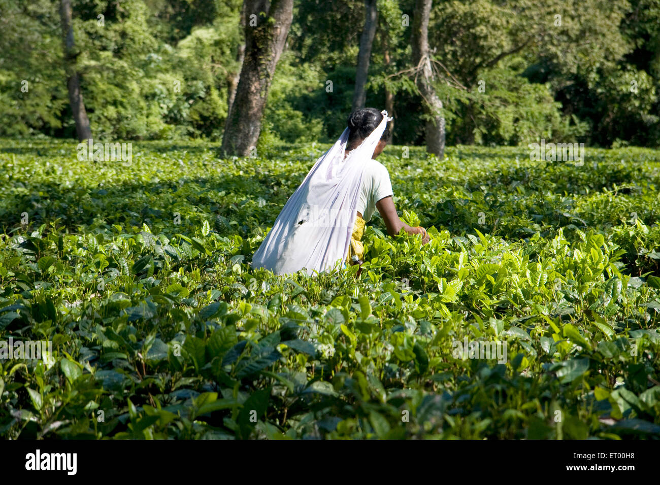 Donna che raccoglie foglie di tè fresco , Burapahar Tea Estate , Nagaon , Assam , India , asia Foto Stock