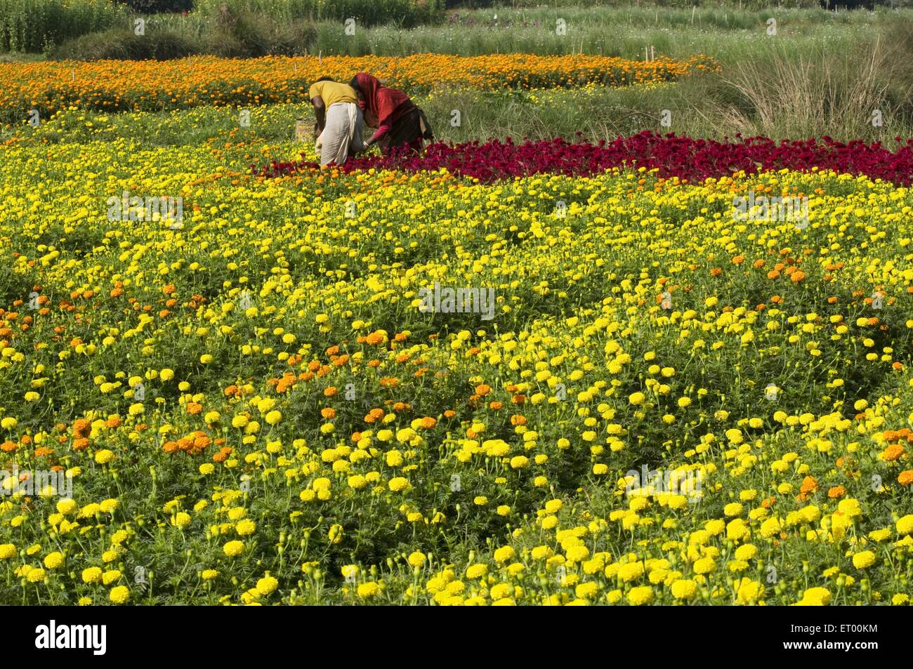 La coltivazione dei fiori in Midnapur ; Bengala Occidentale ; India Foto  stock - Alamy