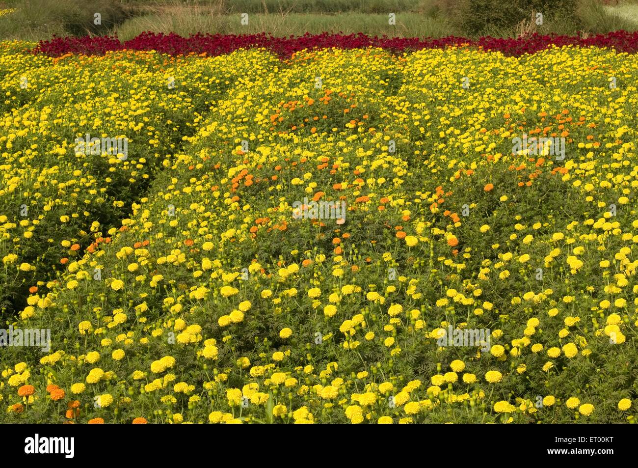 Coltivazione di fiori , floricoltura , fioreria , Midnapur , Midnapore , Medinipur , Bengala Occidentale , India , Asia Foto Stock