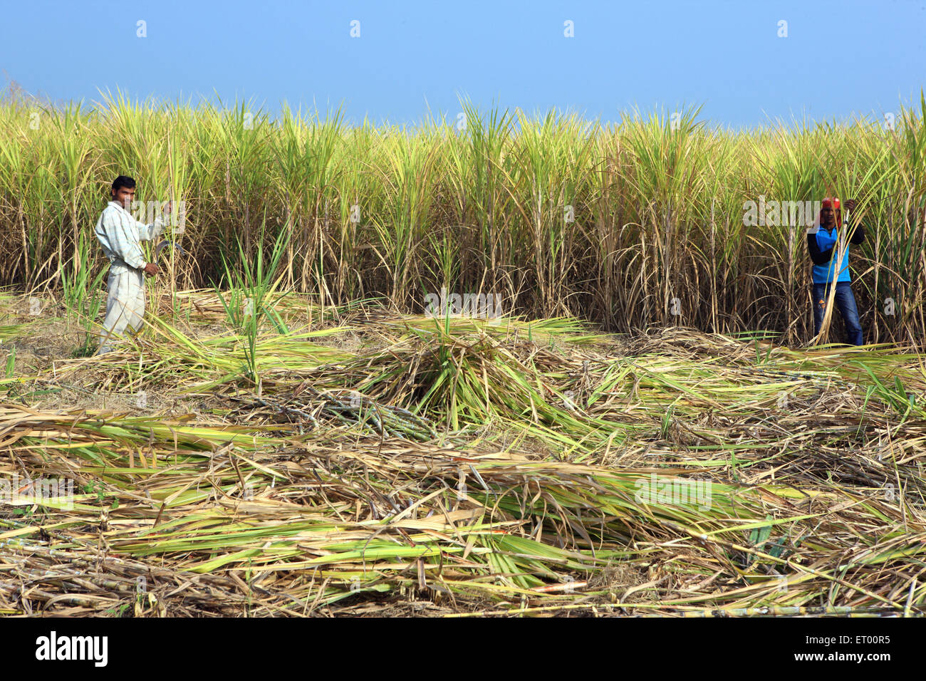 Gli agricoltori la mietitura di colture di canna da zucchero sacchrum officinarum ; Jabalpur ; Madhya Pradesh ; India Foto Stock