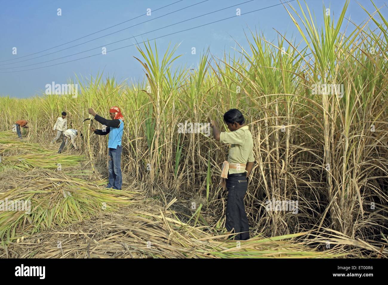 Gli agricoltori la mietitura di colture di canna da zucchero sacchrum officinarum ; Jabalpur ; Madhya Pradesh ; India Foto Stock