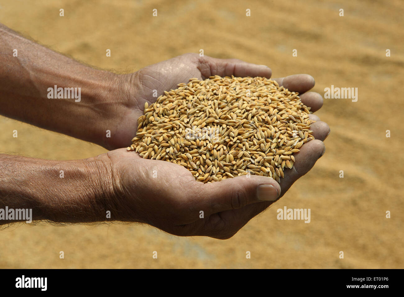 Uomo con grani di riso , oryza sativa in mano , Assam India Foto Stock