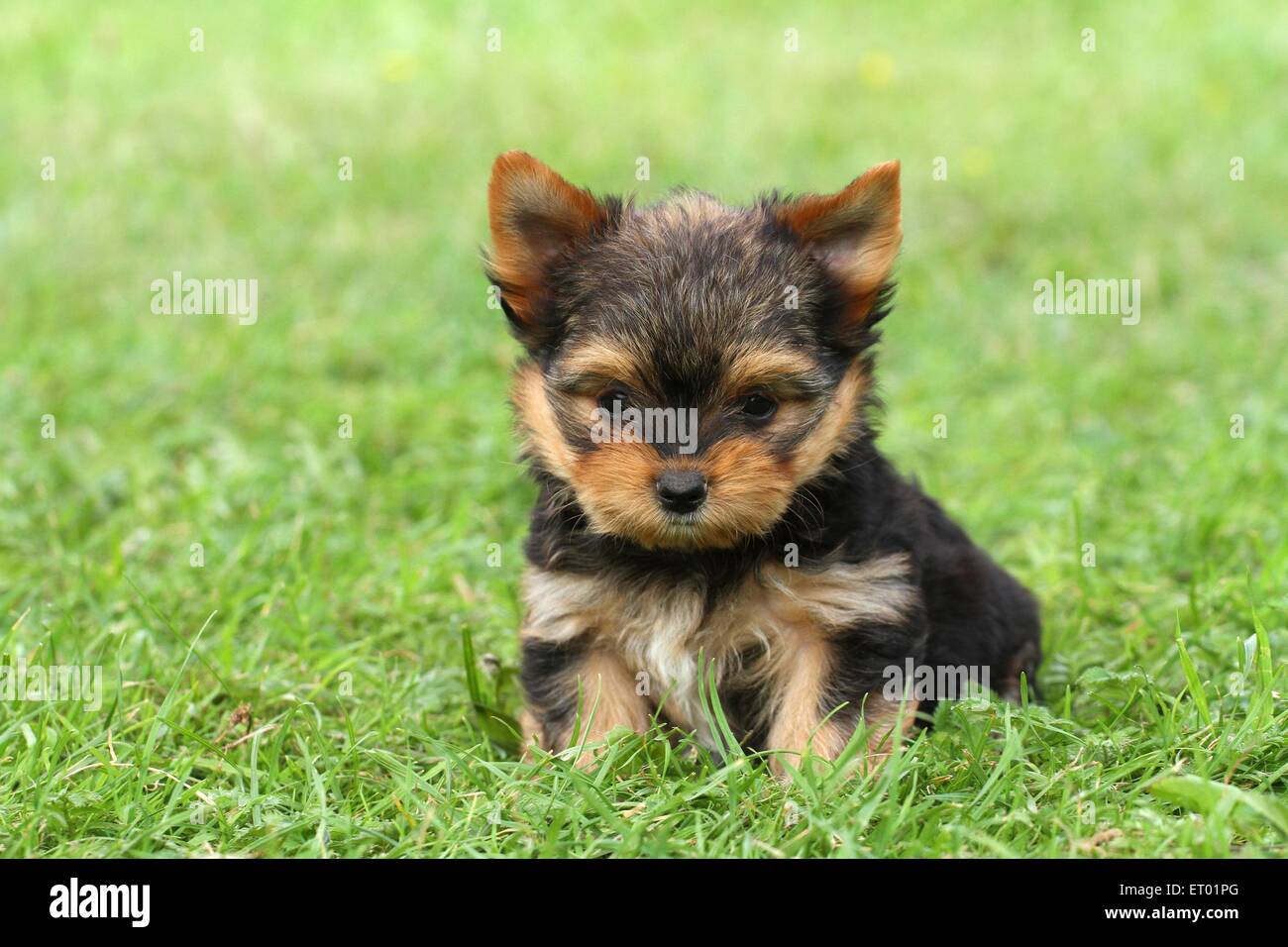 Udienza Yorkshire Terrier cucciolo Foto Stock