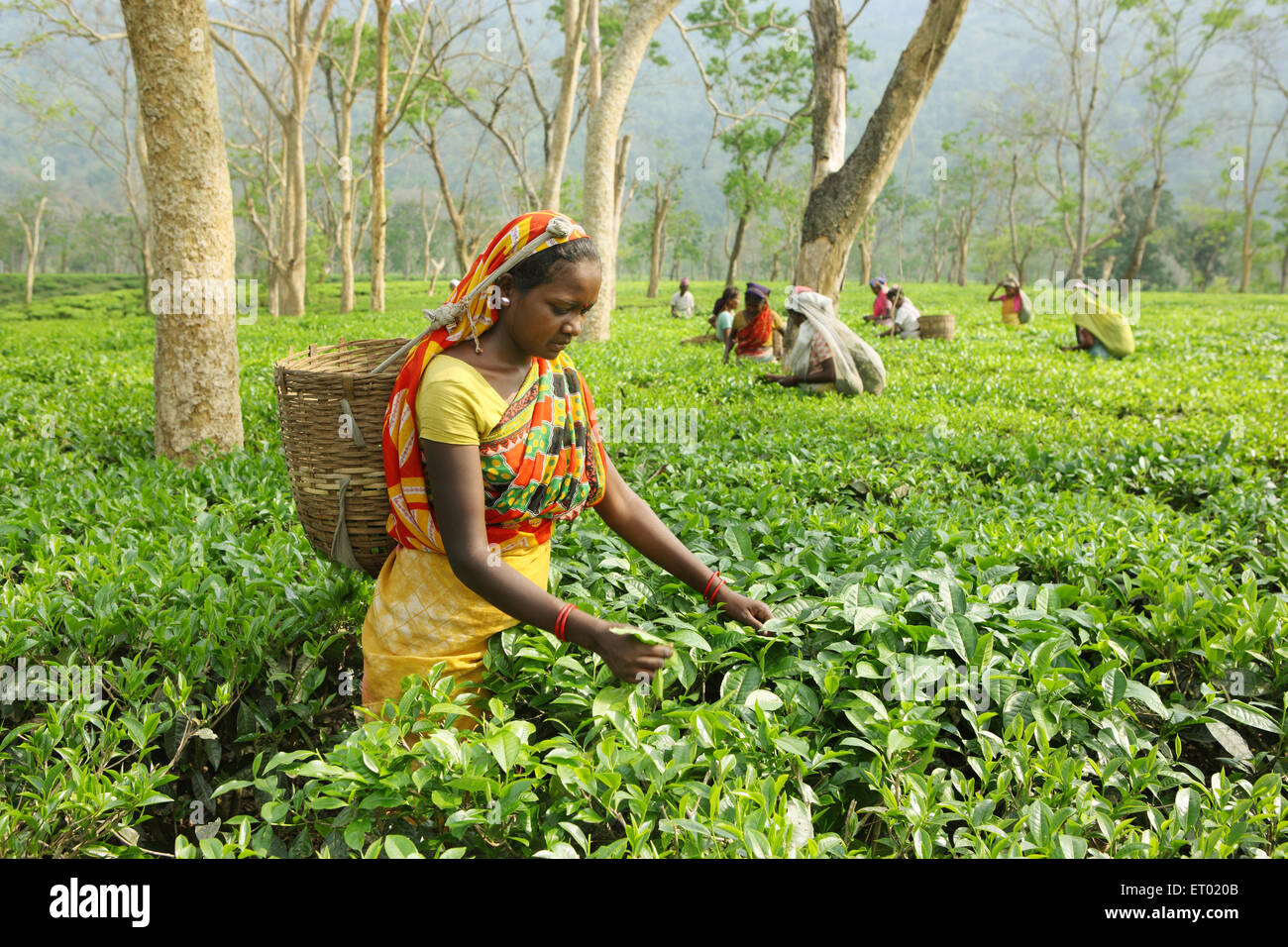Donna spiumatura fresche foglie di tè esce dal giardino del tè Assam India Foto Stock