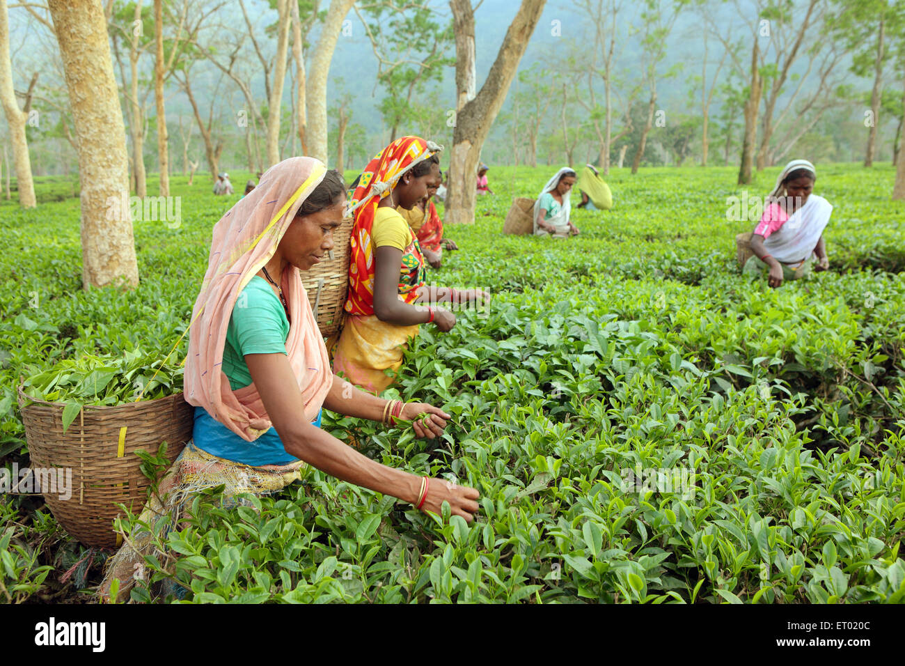 Donne che raccolgono nuove foglie di tè dal giardino del tè Assam India Asia Foto Stock