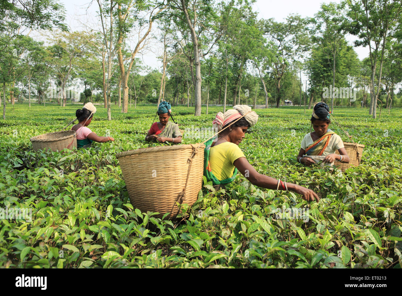 Donna che cazzo foglie di tè fresco dal giardino del tè ; Assam ; India ; Asia Foto Stock