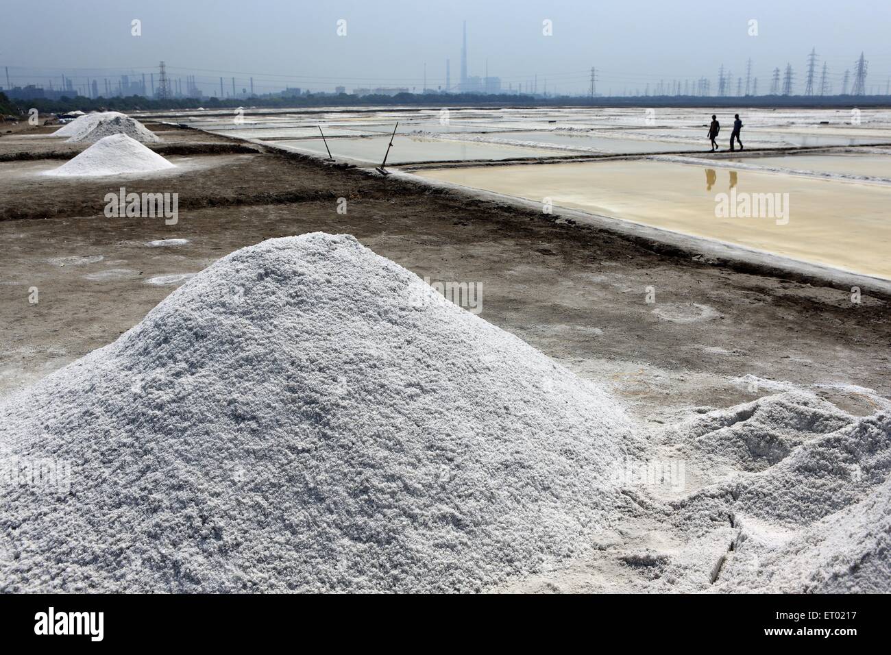 Sale marino, saline, saline farm di Wadala, Bombay, Mumbai, Maharashtra, India, Asia Foto Stock