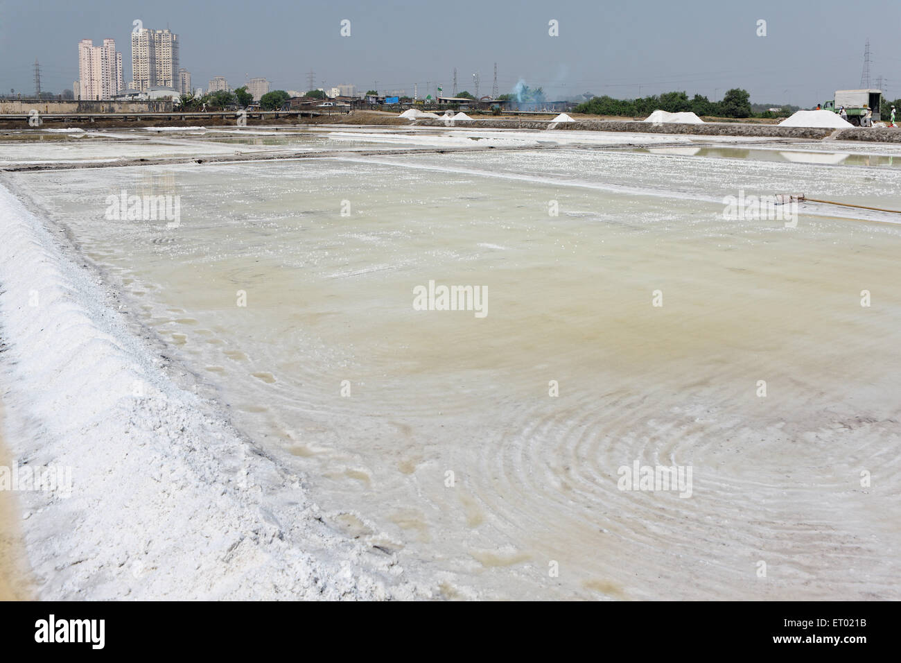 Sale marino, saline, saline farm di Wadala, Bombay, Mumbai, Maharashtra, India, Asia Foto Stock