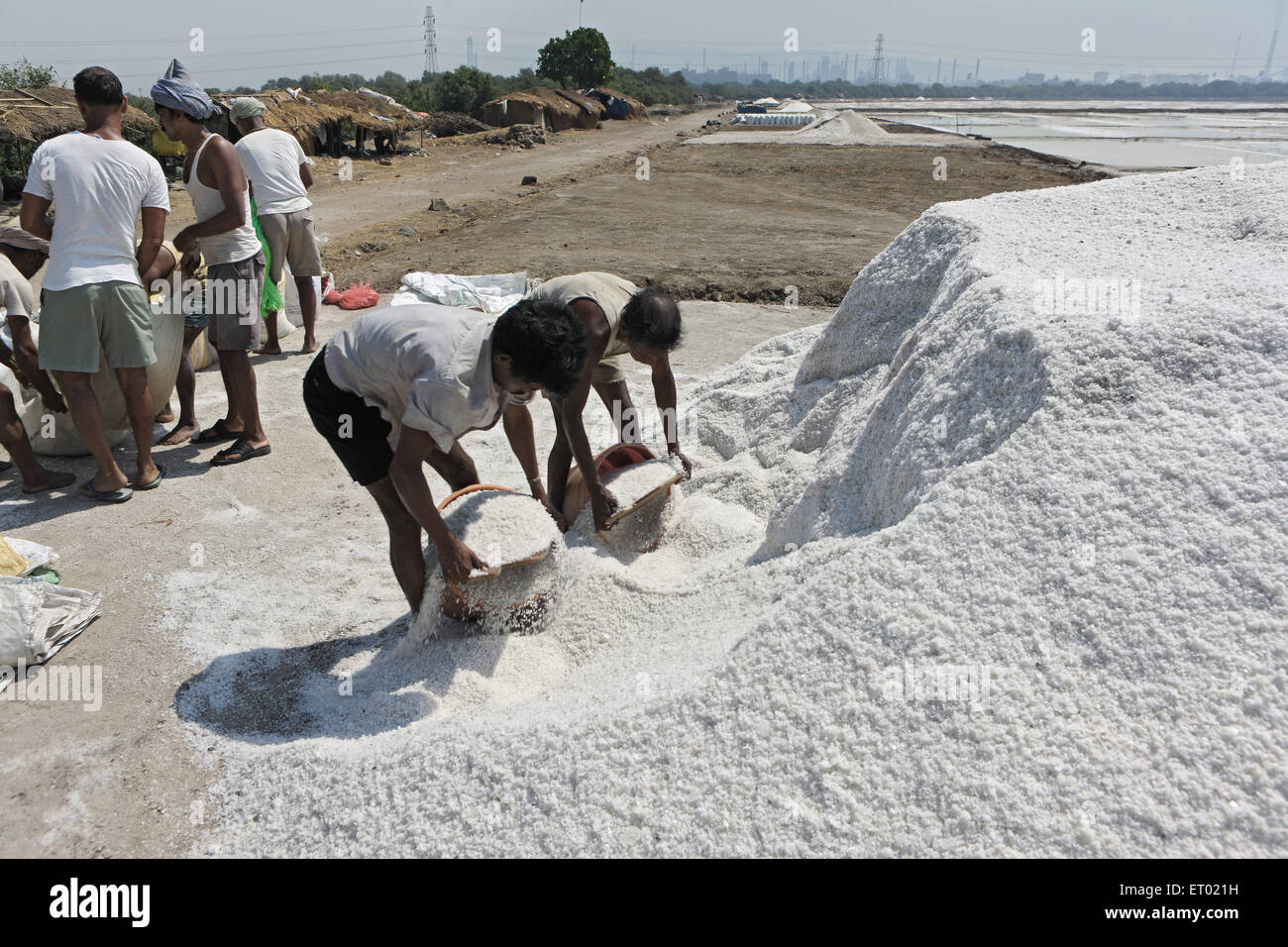 Sale marino, saline, saline farm di Wadala, Bombay, Mumbai, Maharashtra, India, Asia Foto Stock