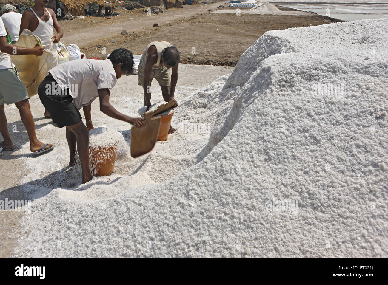 Sale marino, saline, saline farm di Wadala, Bombay, Mumbai, Maharashtra, India, Asia Foto Stock