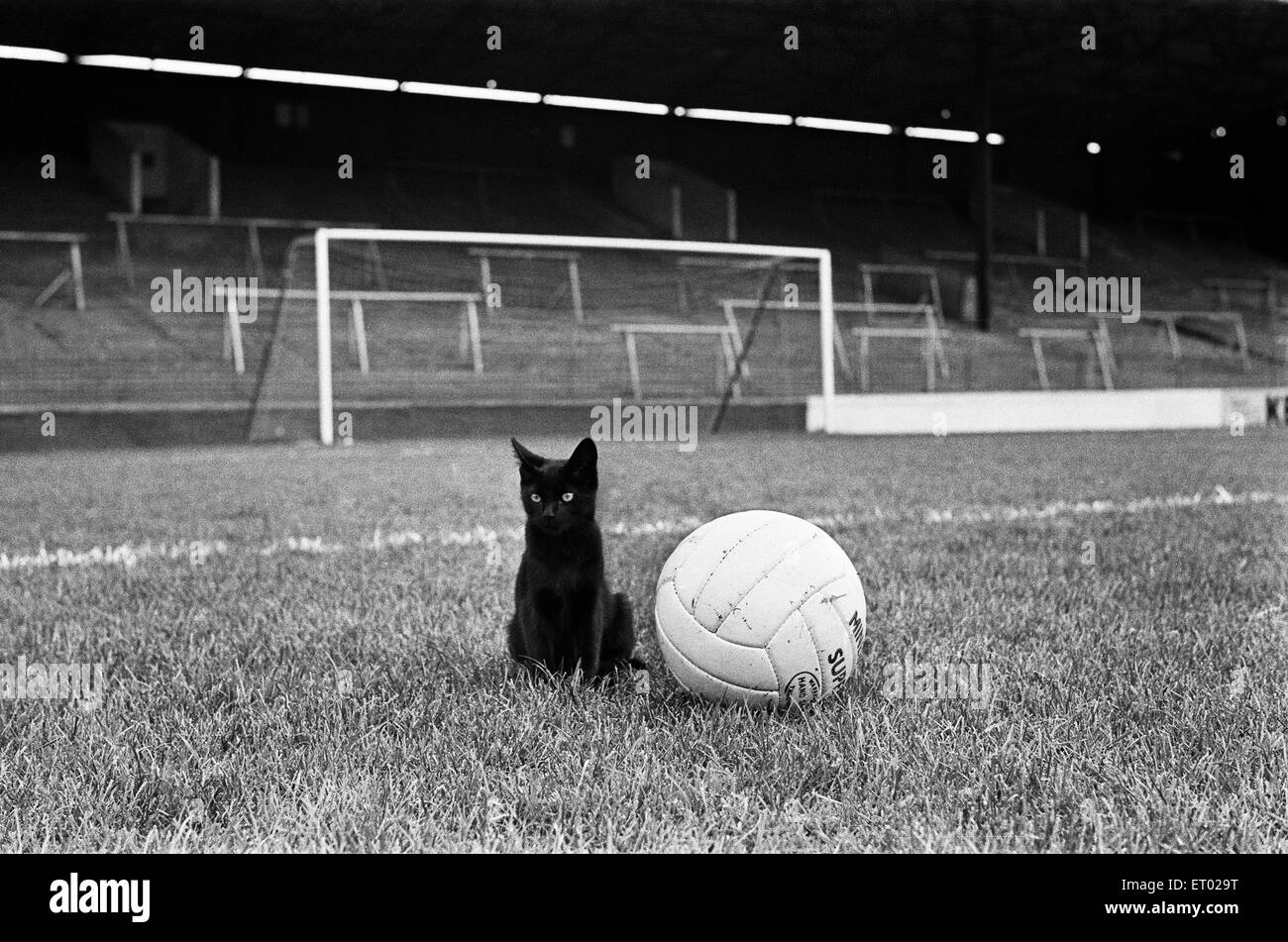 Cat 'fortunato' con calcio a valle, casa di Charlton Athletic Football Club. Questo gatto è stato adottato da Charlton e battezzata Lucky dopo gli sbandamenti in Valle in agosto 1968. Charlton non perdere un altro match fino alla fine di settembre ed è andato a finire terzo nella seconda divisione, il più alto per 11 anni. Lucky strofinato via in FA Cup come bene. Lucky's ultimo significativo atto era di alleviare se stesso sul passo durante una partita di campionato contro il Derby. Ronnie Moore è andato al cliente il solo obiettivo del gioco in 84minuti. Settembre 1968. Foto Stock