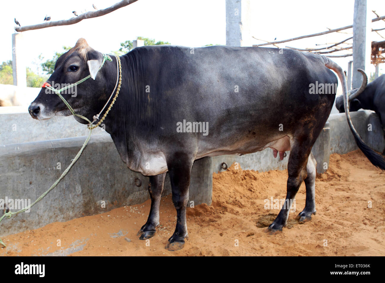 Capanna , riparo mucca , Nadiad , Kheda distretto , Gujarat , India , Asia Foto Stock