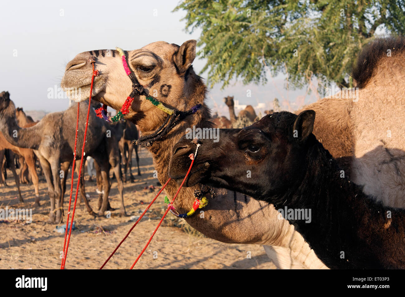 Fiera di Pushkar, Pushkar Mela, Pushkar Camel Fair, Kartik Mela, Pushkar ka Mela, Pushkar, Ajmer, Rajasthan, India, Asia Foto Stock