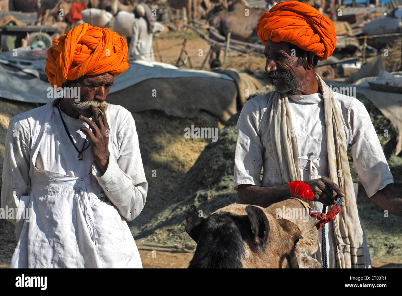 Venditore di cammelli in Pushkar Mela ; Rajasthan ; India Foto Stock