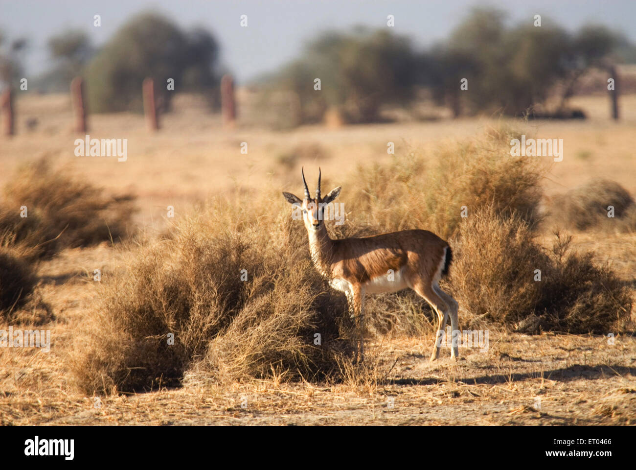Chinkara gazelle gazella gazella nel deserto parco nazionale a Jaisalmer Rajasthan in India Foto Stock