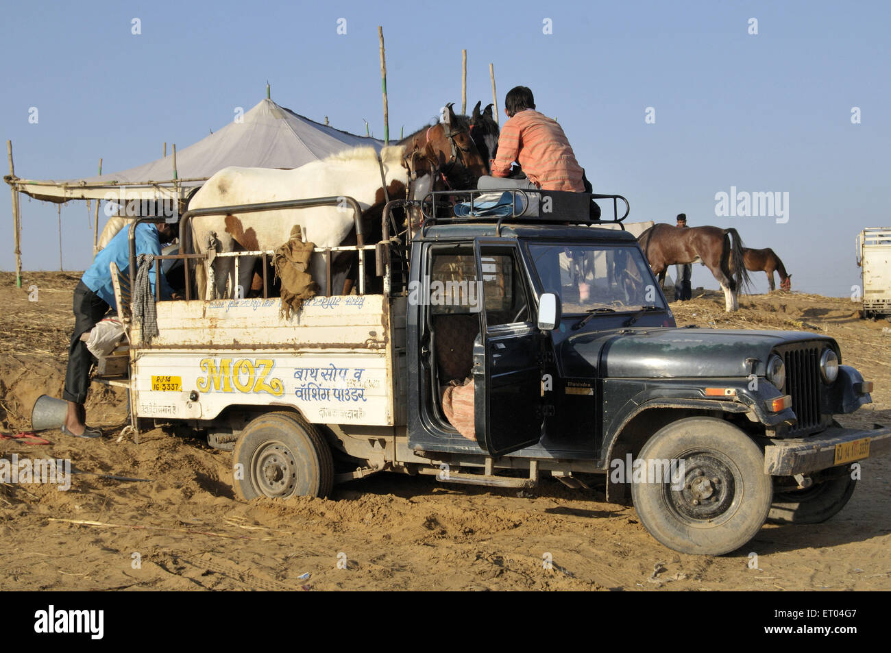 Il trasporto di cavalli in Pushkar fair a Rajasthan in India Foto Stock
