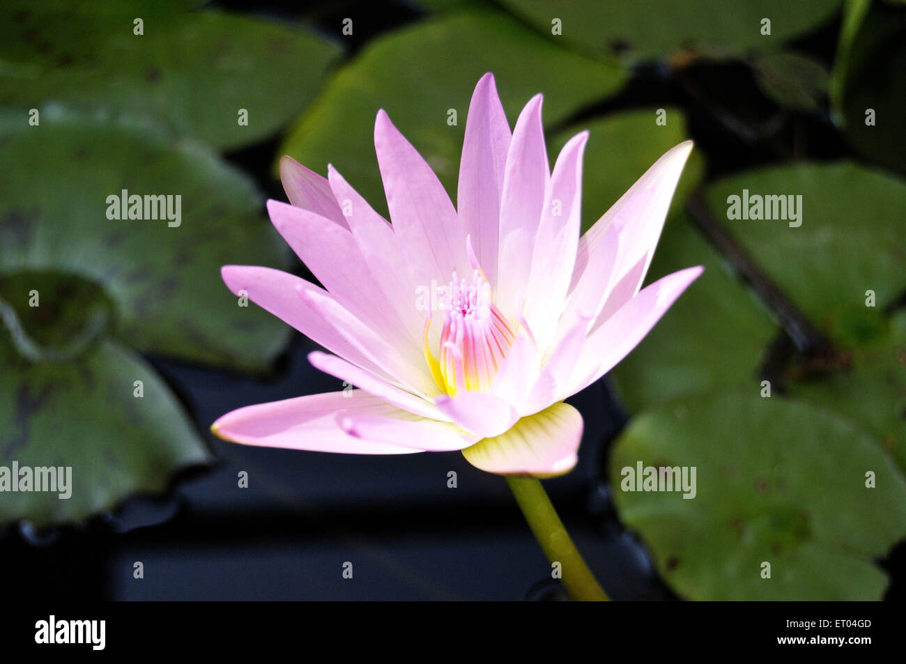 Pink Lotus a Jaipur in Rajasthan in India Foto Stock