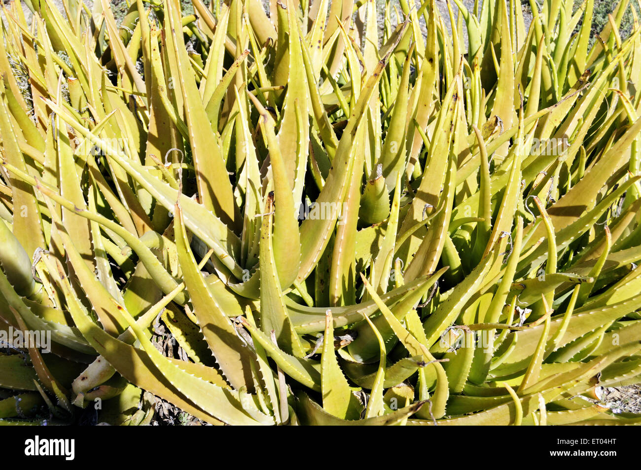 Aloe Vera pianta Diu in spiaggia a Gujarat India Foto Stock